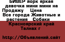 БИВЕР йорк яркая девочка мини мини на Продажу! › Цена ­ 45 000 - Все города Животные и растения » Собаки   . Красноярский край,Талнах г.